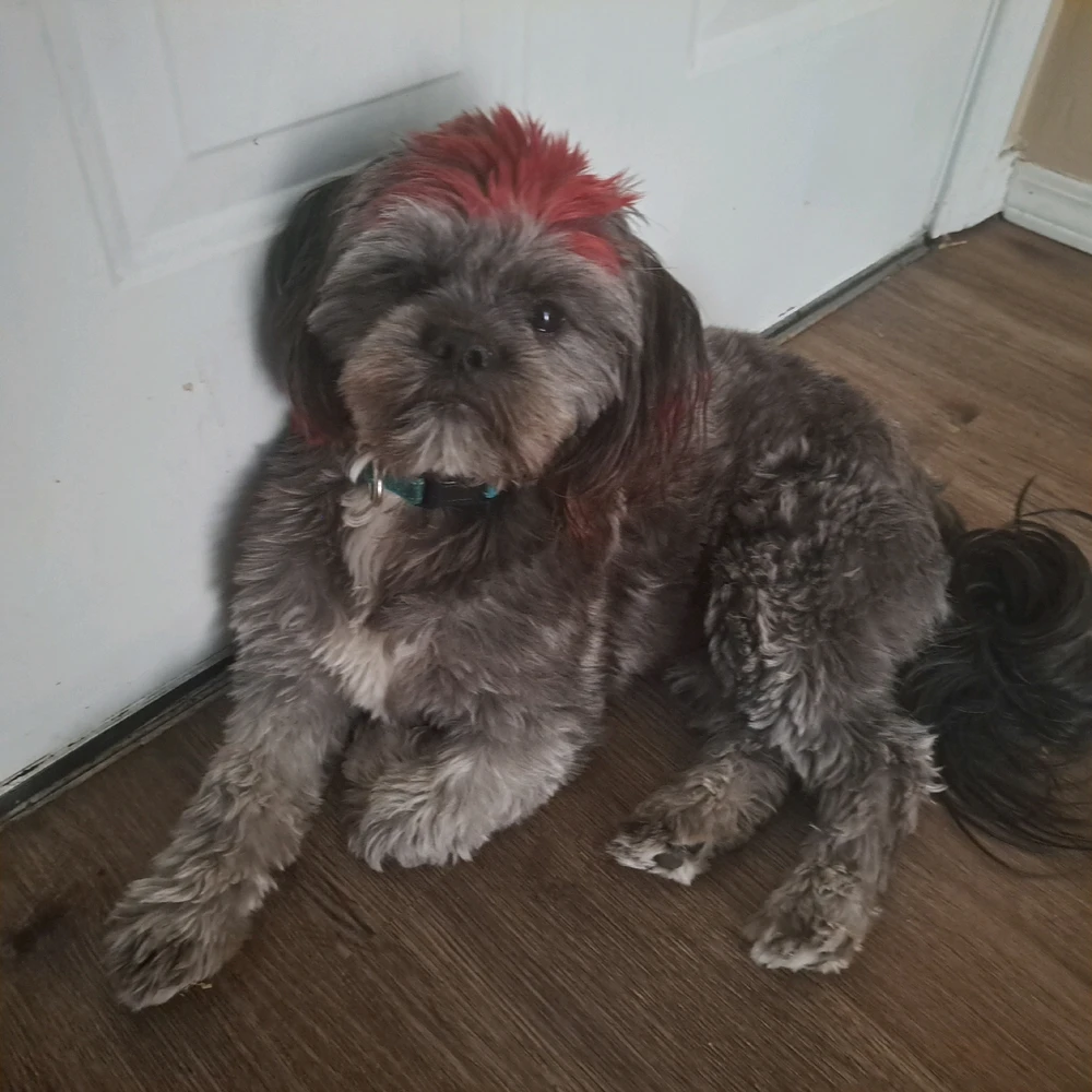 Image uploaded by Ember