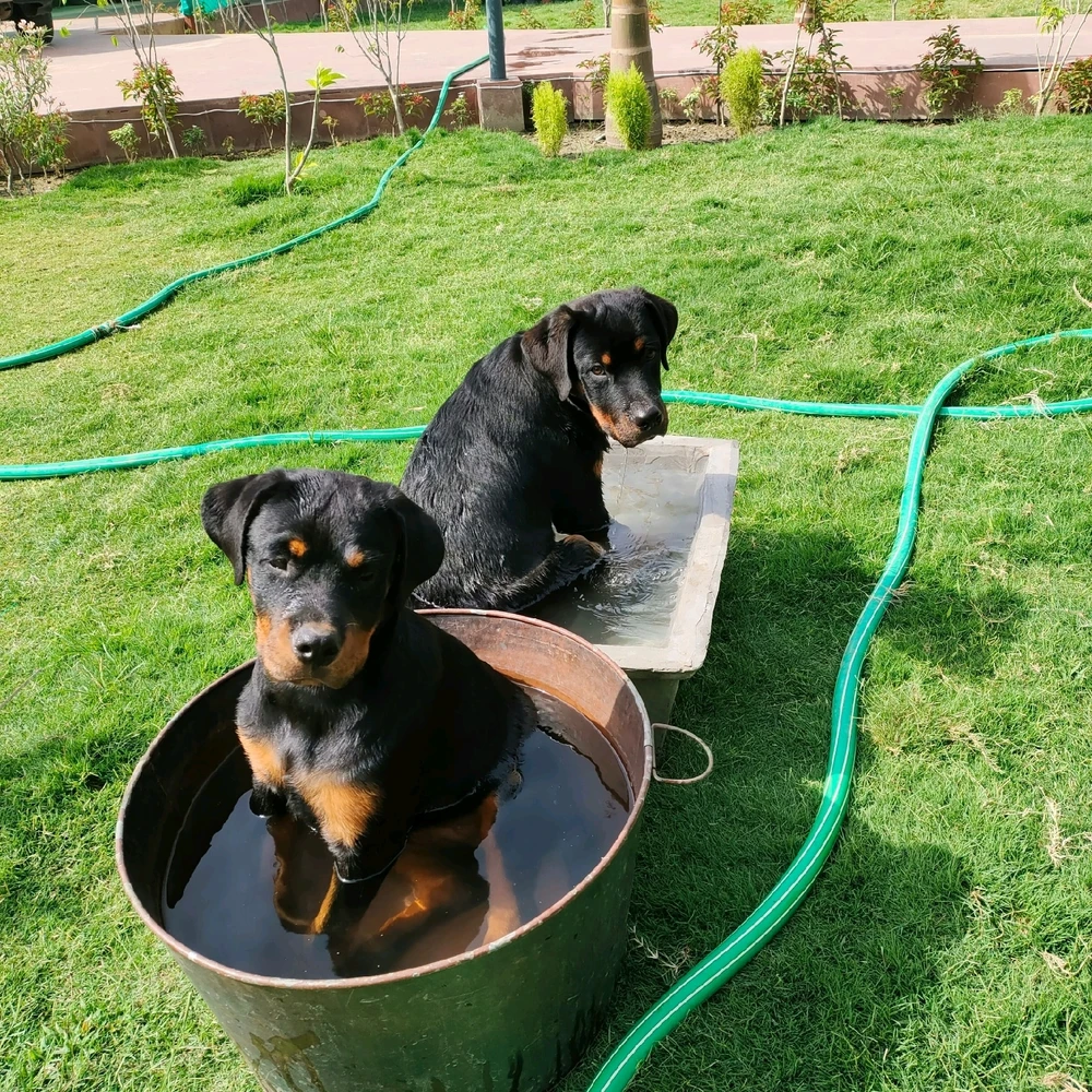 Image uploaded by Kaustubi