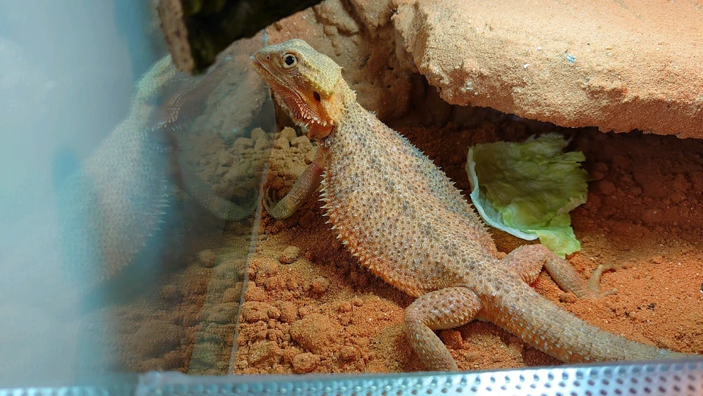 Obrázek nahrál Petr