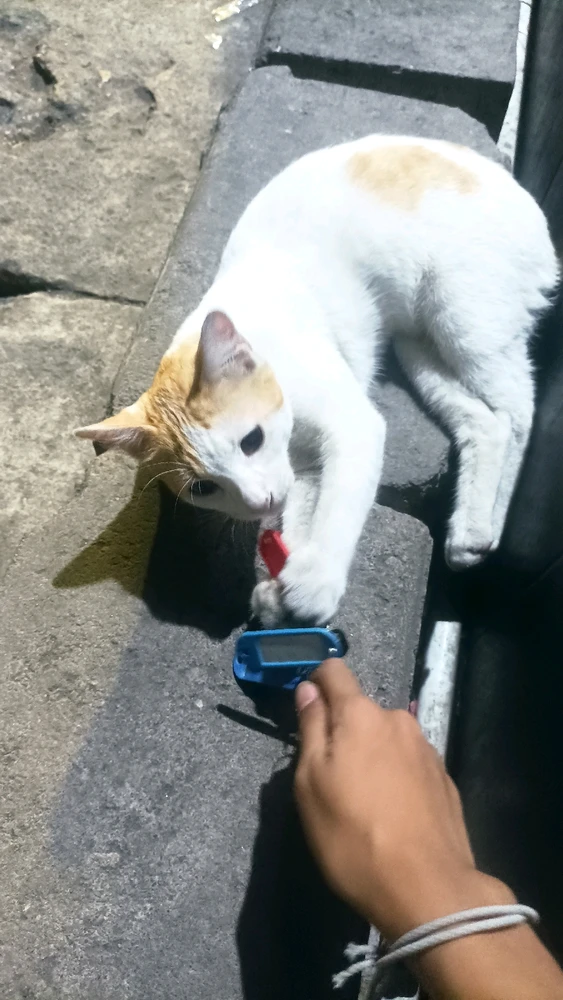 Gambar diunggah oleh Tam