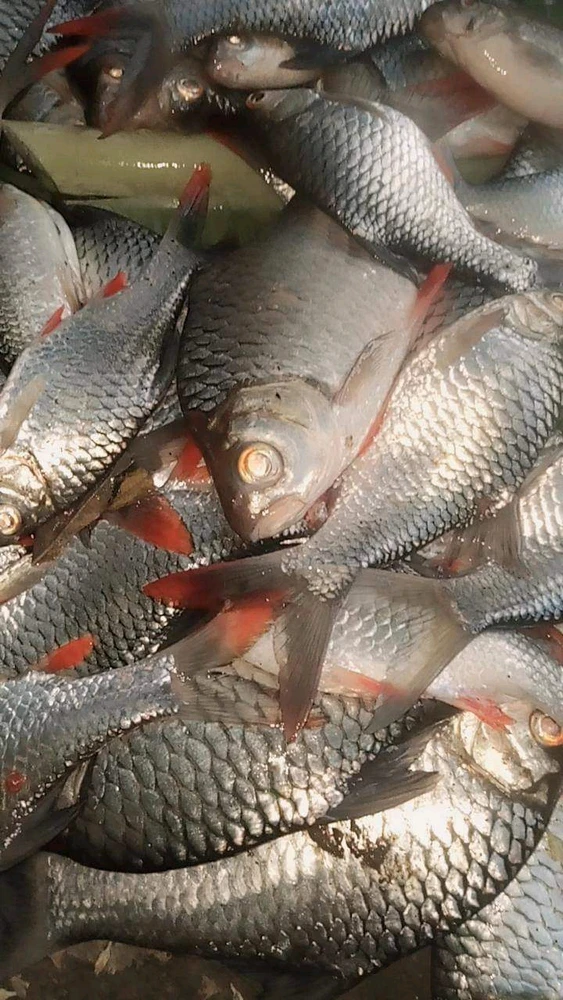 Gambar diunggah oleh Kurnia