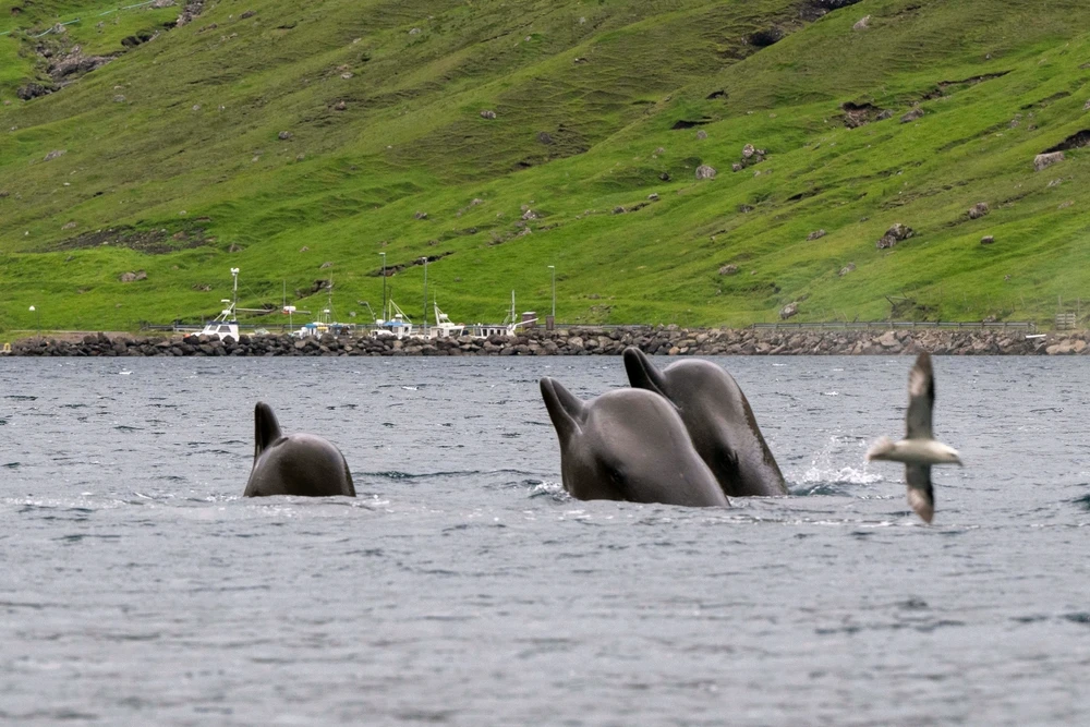 Image uploaded by Súsanna