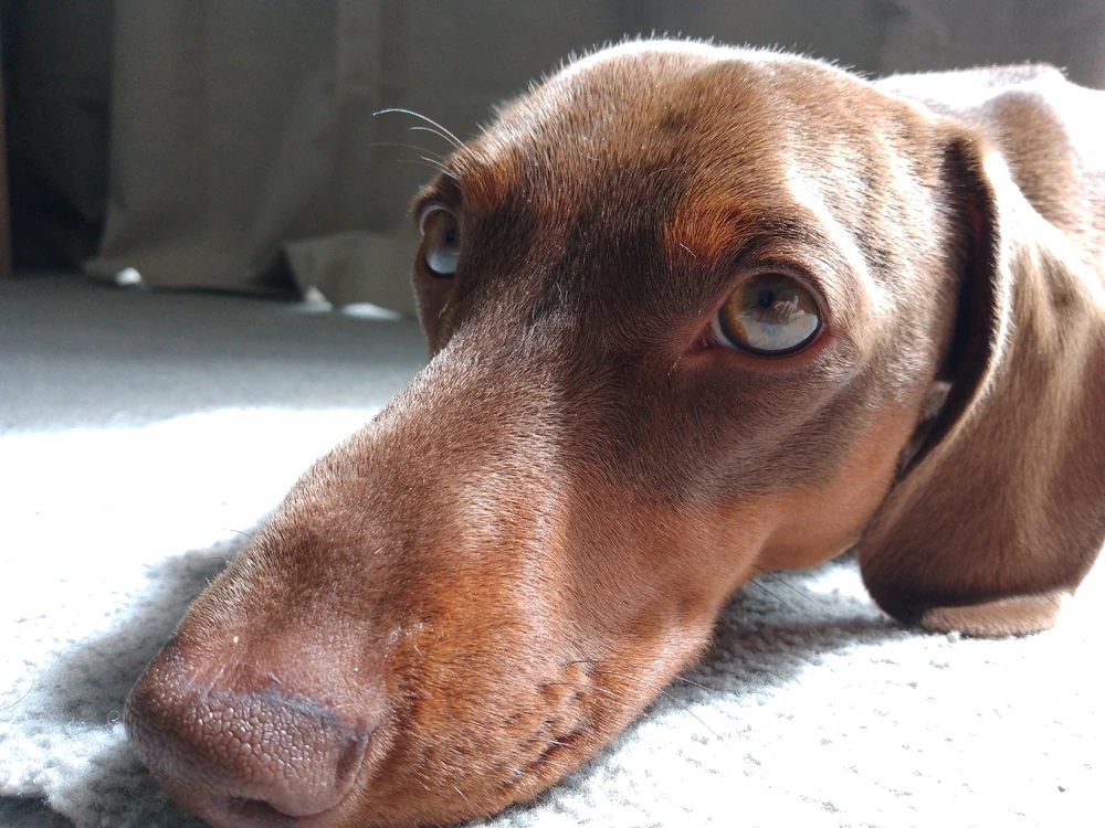 Image uploaded by Daniel raikes