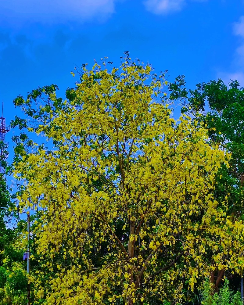 Image uploaded by Naval Jangra