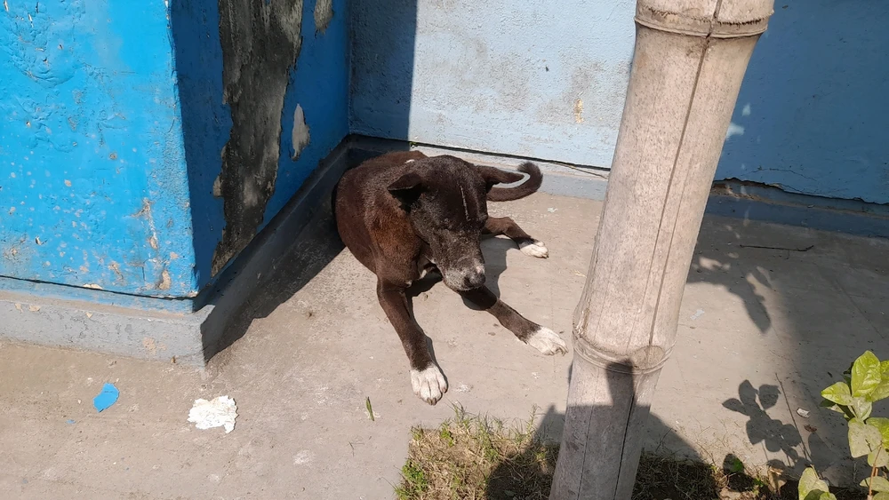 Image uploaded by Krishanu