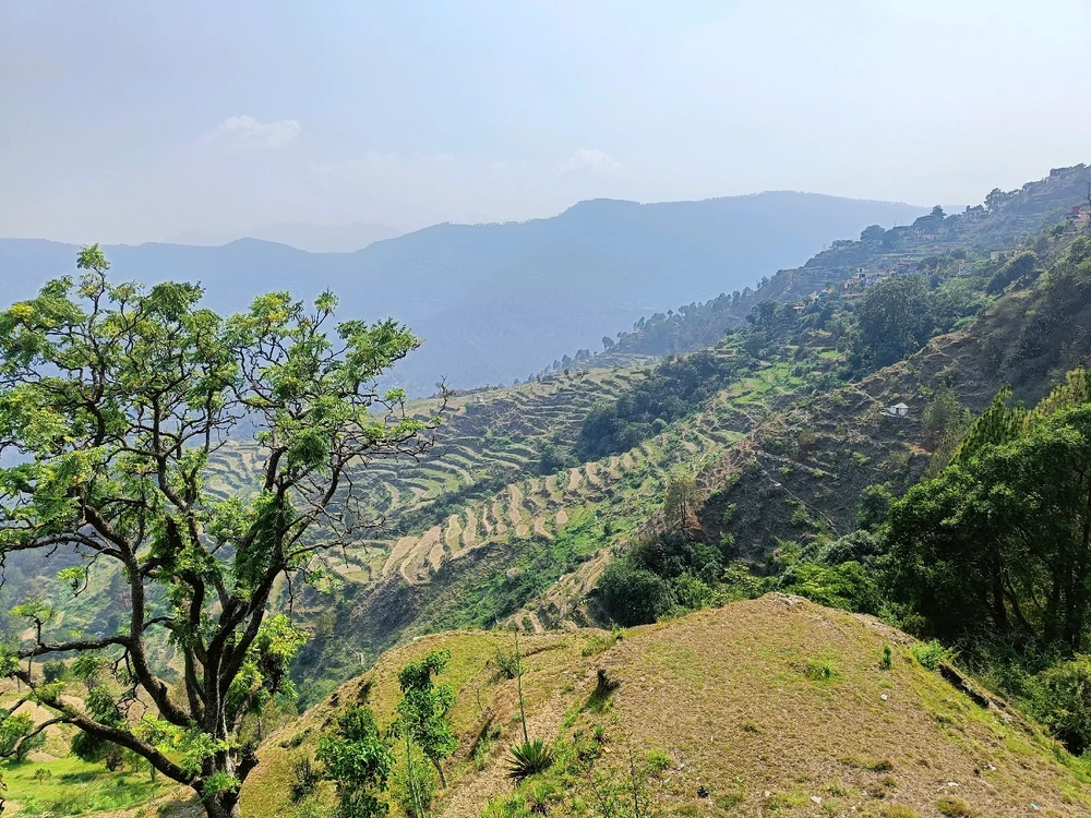 UK hills with ricefarms..