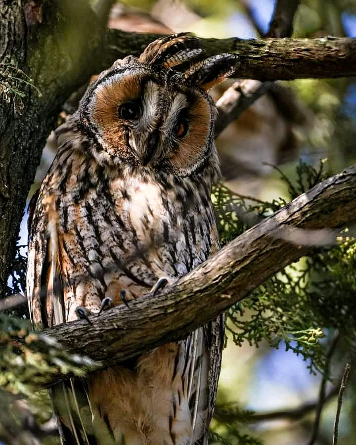 Owl, Photography, Outdoors, Outside, Long eared owl, Cat owl, Asio, Asio Otus. 