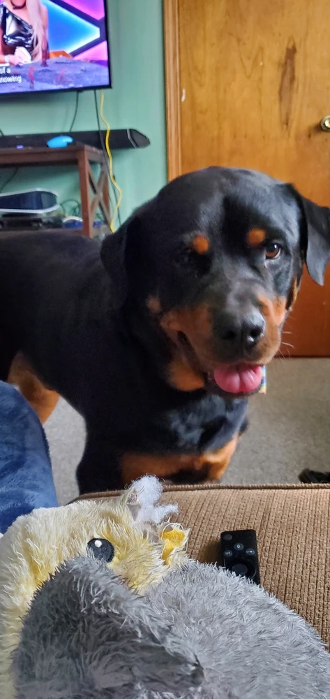 Rocco asking for his toy to be thrown
