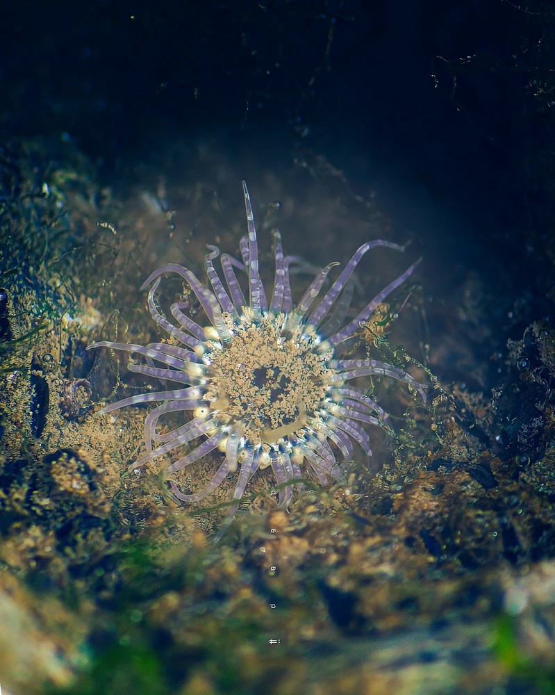 Starburst Sea Anemone 