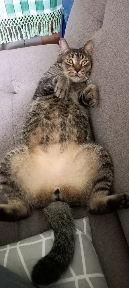Maru waiting for unsuspecting humans to put their hands on his belly so he can lunge in for a nibble.