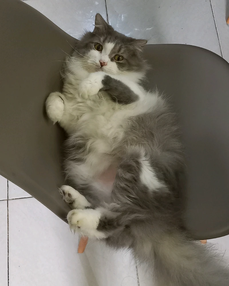 That pink patch is the sign that his diet is failing.