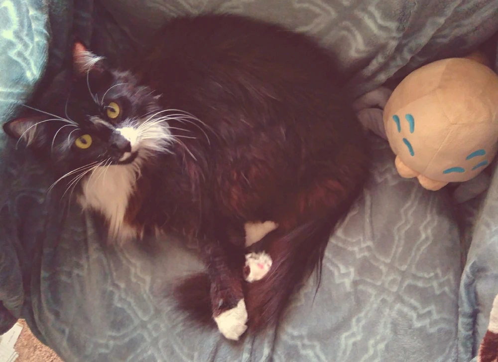 Image uploaded by Kuiper 👨🚀