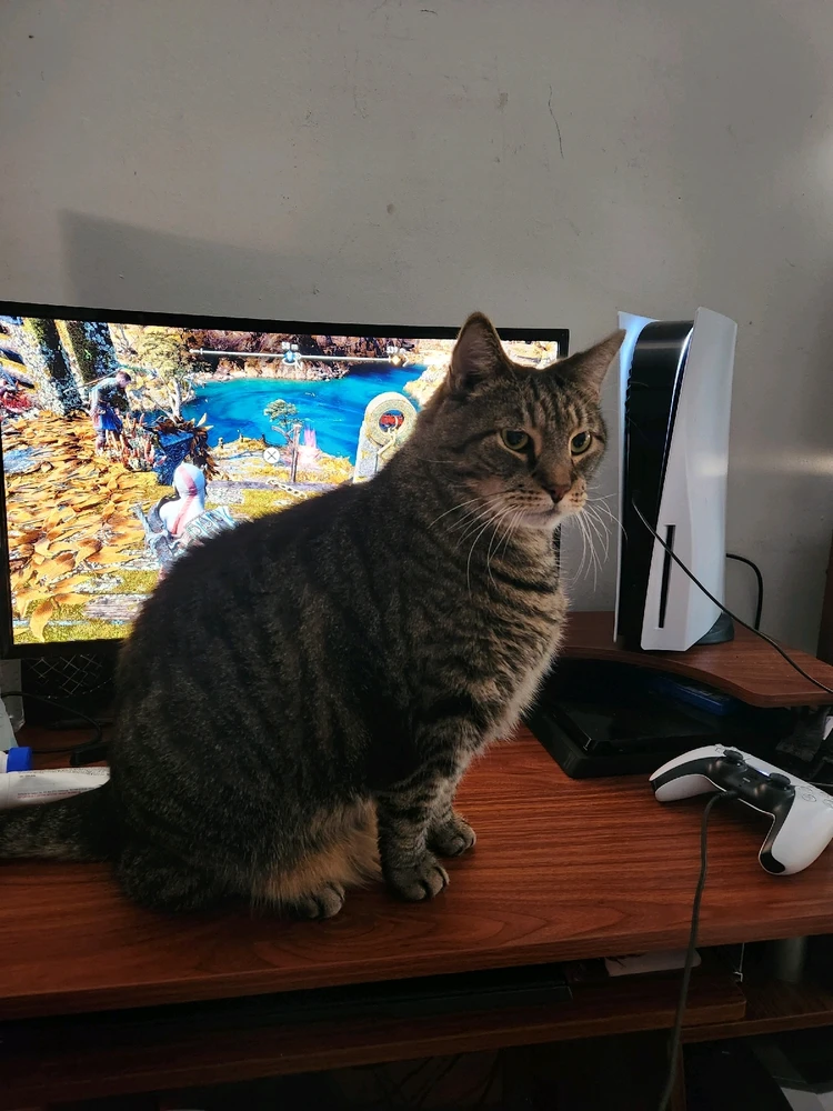 Image uploaded by Ash