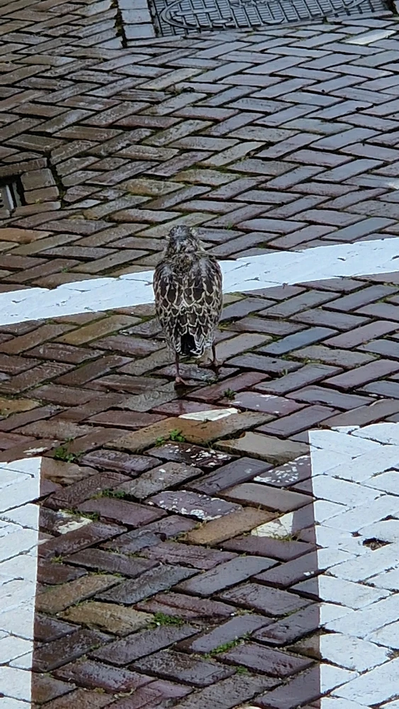 Afbeelding geüpload door Danny