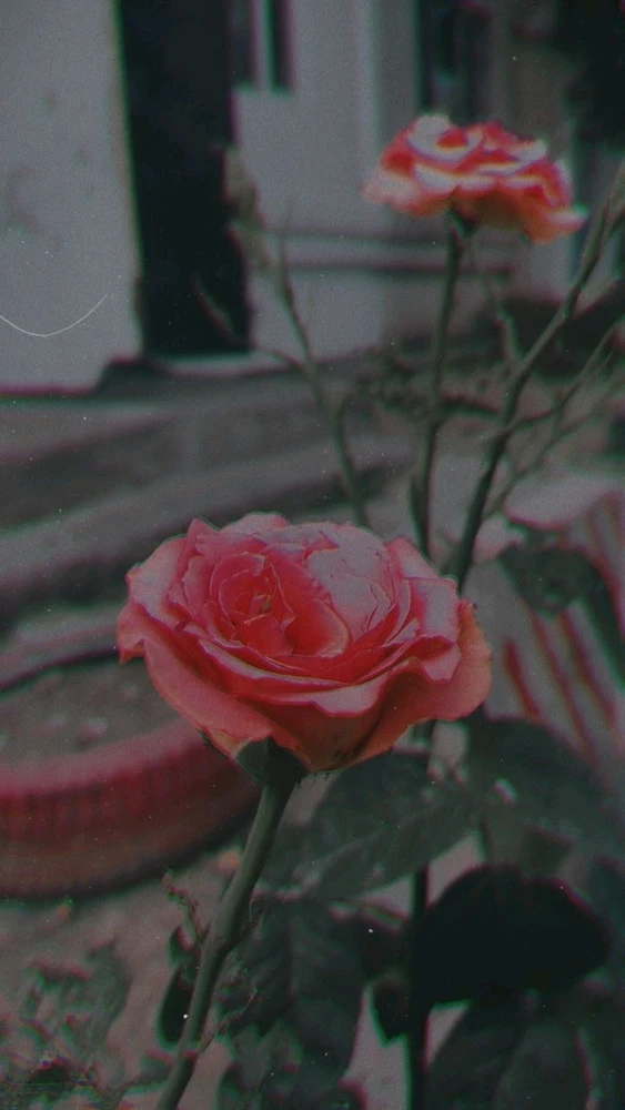 The flowers describe love precisely 🥀