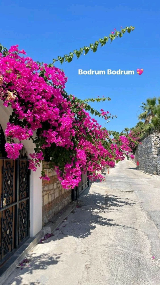 Image uploaded by M A V Z E R