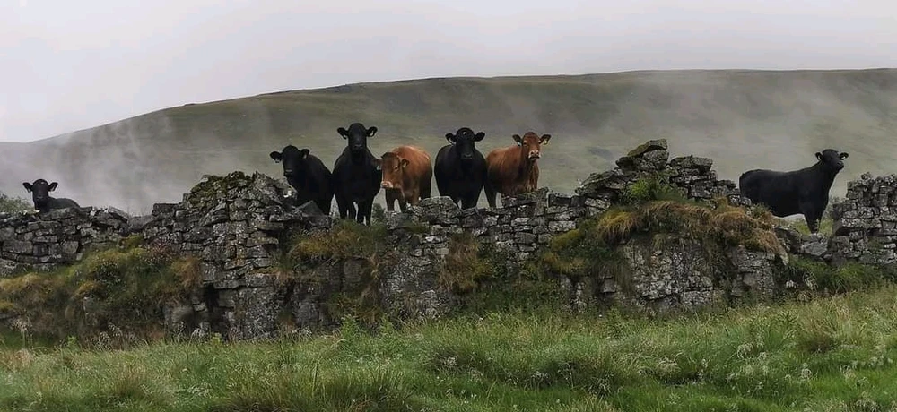 Seven cows looking at the camera on a rainy and misty hillside
