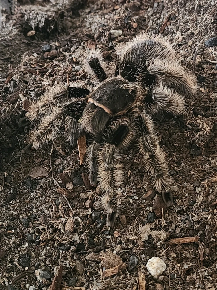 Mi tarantula