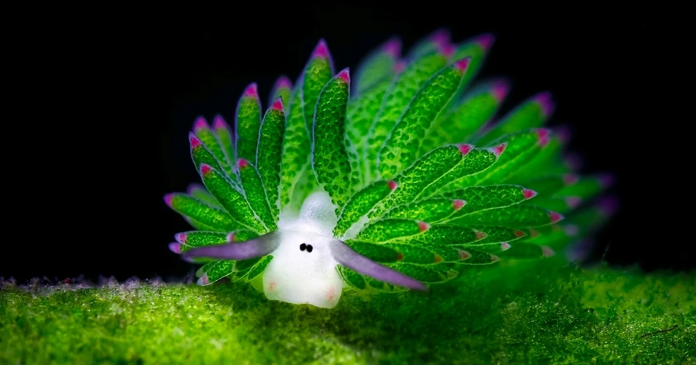 Immagine caricata da Adam