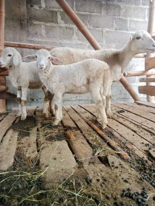 Gambar diunggah oleh Kurnia