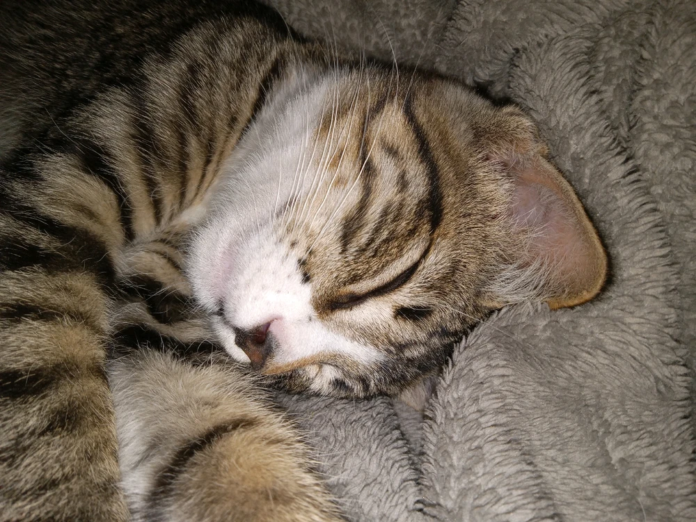 Cats, Cuddles, Rest, Kitten, Kittens, Nap, Relaxation, Calm.