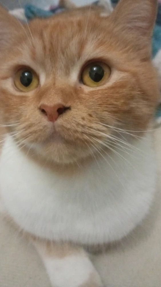 Imagem enviada por Mikael