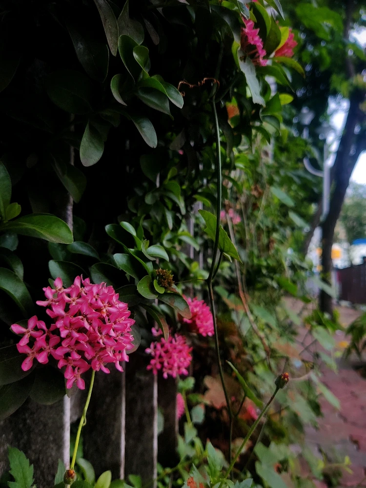 Ixora pink
