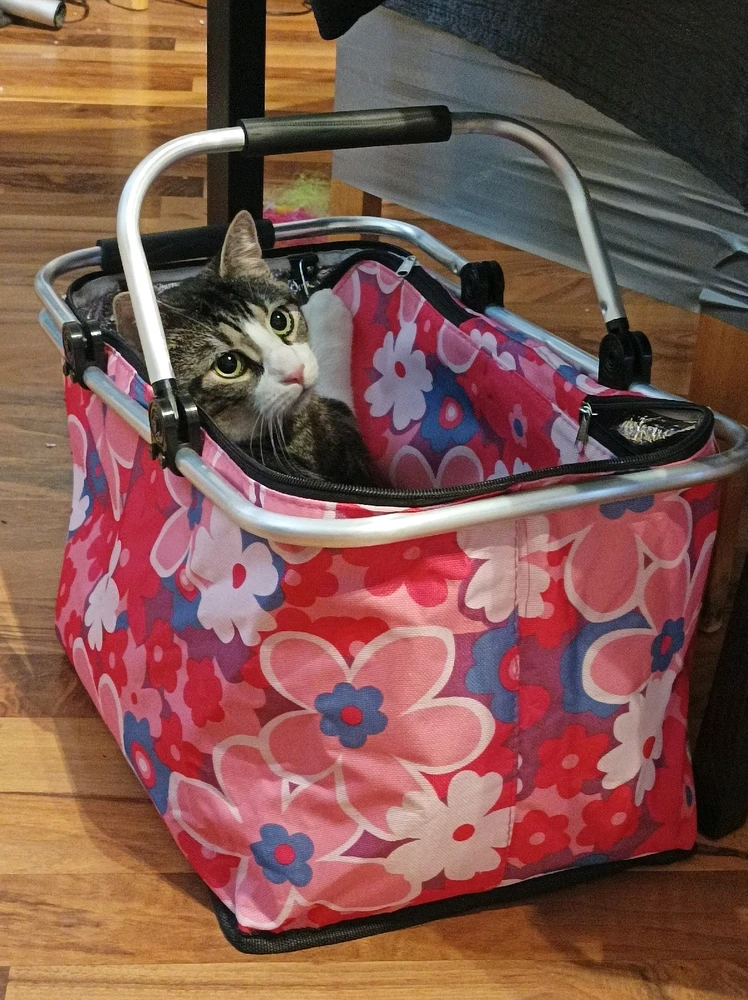 "You Said Shopping?"