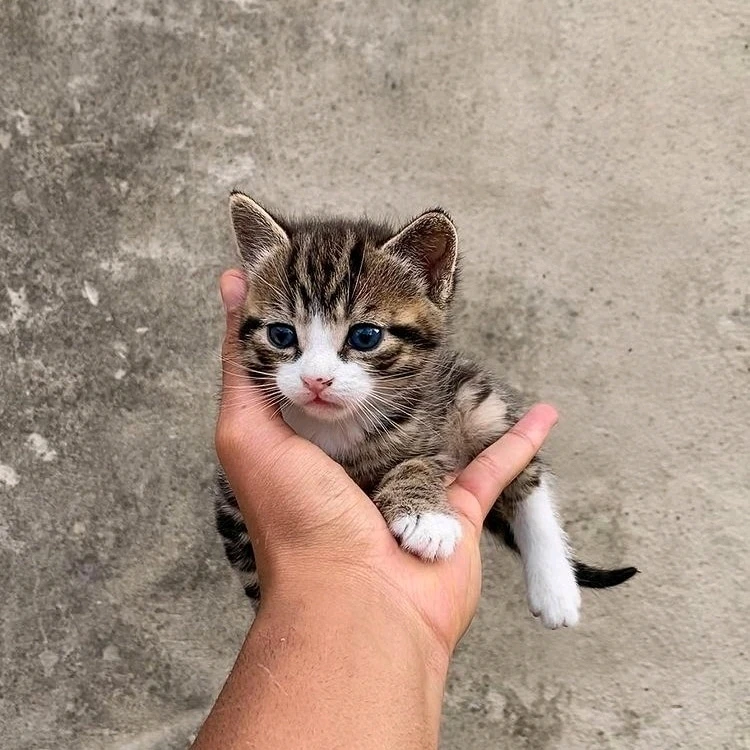 Gambar diunggah oleh Agus