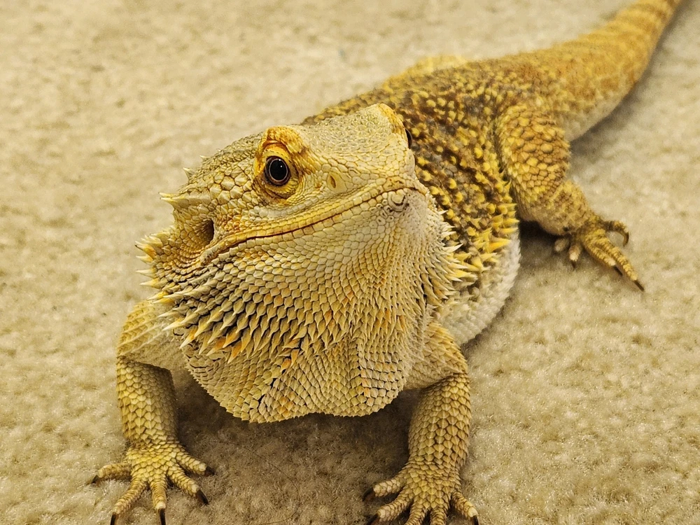 Image uploaded by Anthony