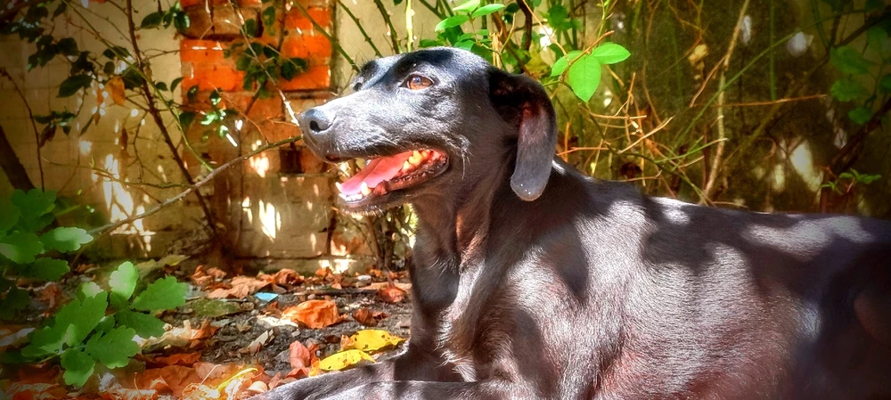 Imagine încărcată de Roger