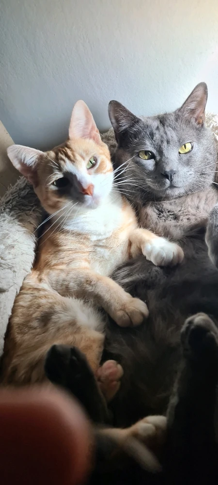 Os meus gatos se chamam, "Houdini, O Gato Mágico" (Dini, cinza) e "Senhorita Brigitte Jones" (Bibi, laranjinha)!