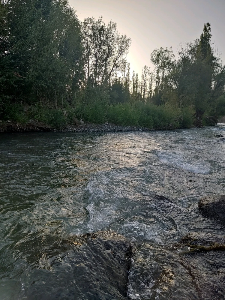 تصویر آپلود شده توسط Shima Kourosh