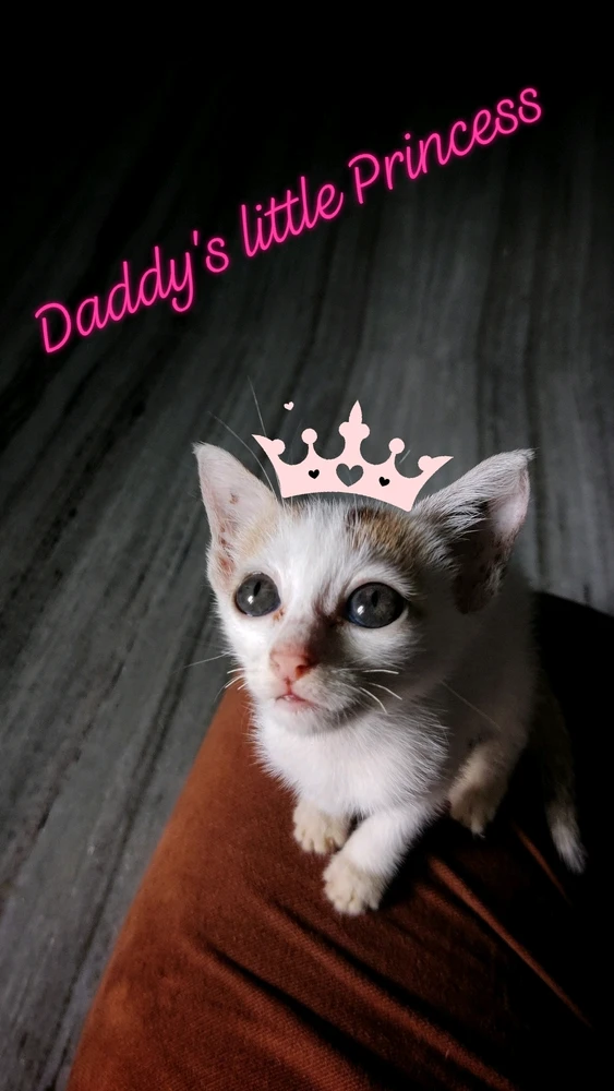 Meet Minnie, 8weeks old baby girl. My dad rescued her and now she is the youngest and cutest member of our family๐ฑ