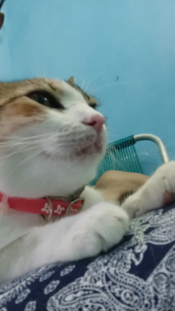 Gambar diunggah dening Nala