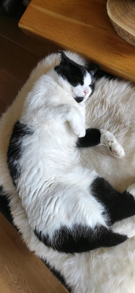 Afbeelding geüpload door Niels