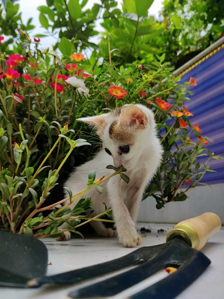 Image uploaded by Indranil Banerjee