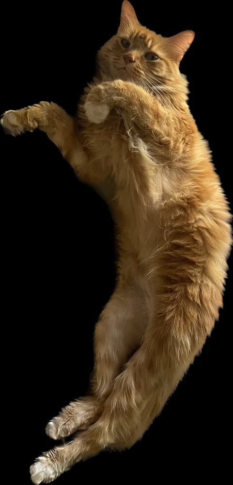 What's wrong with my cat