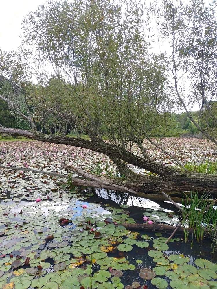 Image uploaded by Amy