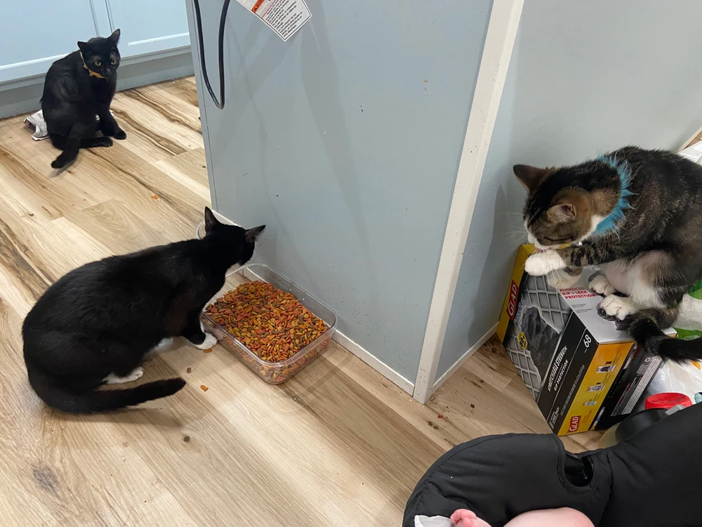 Image uploaded by Bri