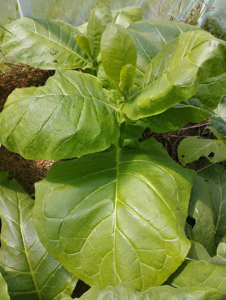 Image ajoutée par Dorian🐞