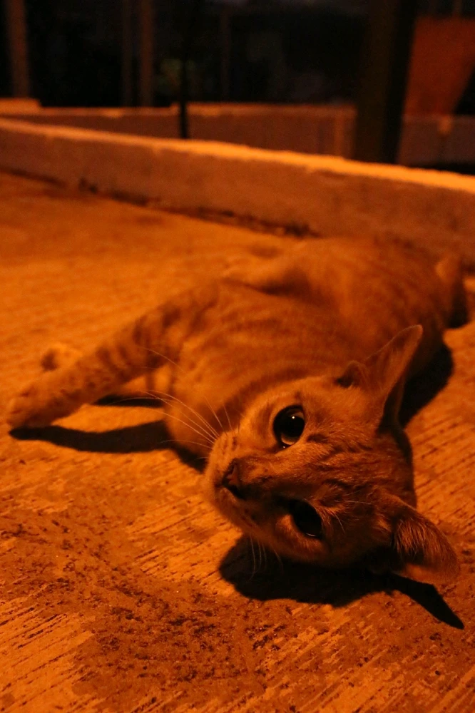 Cat lying on the cold, hard ground.