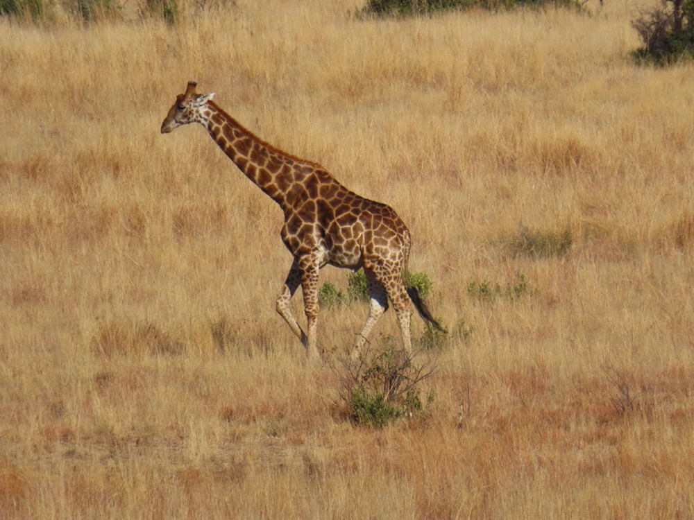 Female Giraffe in the Pilanesberg Wilife Reserve. Photo taken early August.