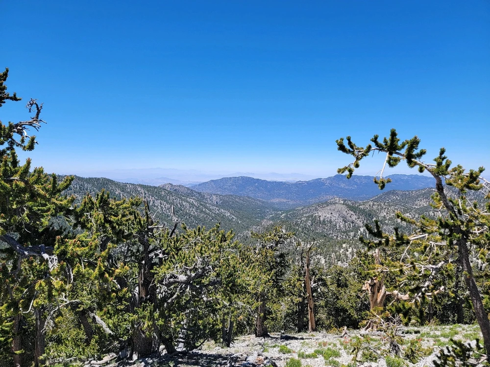 Mt Charlston Lee Canyon
