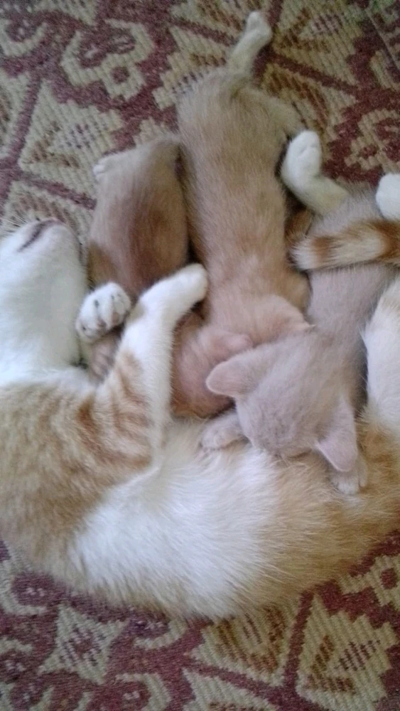 Semih tarafından yüklenen görsel