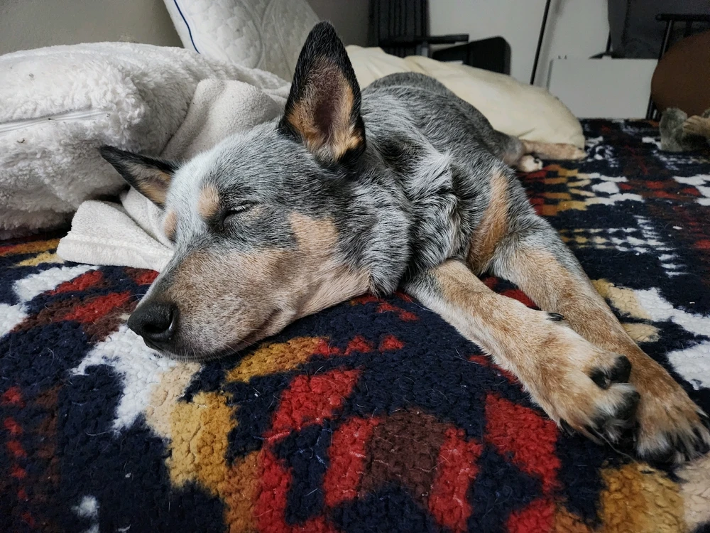 She's 8, a cuddle bug, lives with 2 cats ,and her favorite treat is a baby carrot