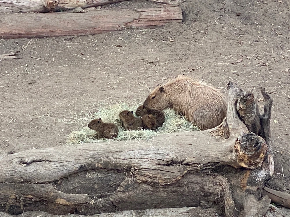 Momma Capy with her kids