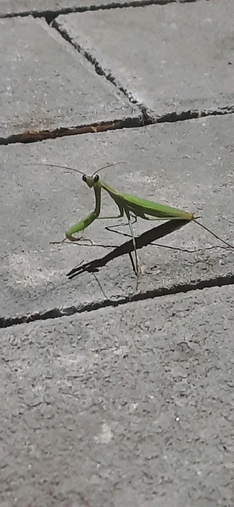 Зображення завантажив Максим