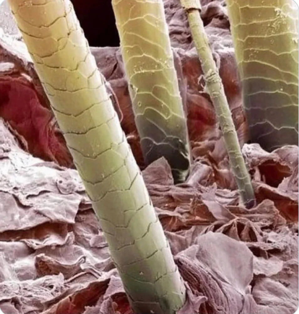 Image ajoutée par Hgc