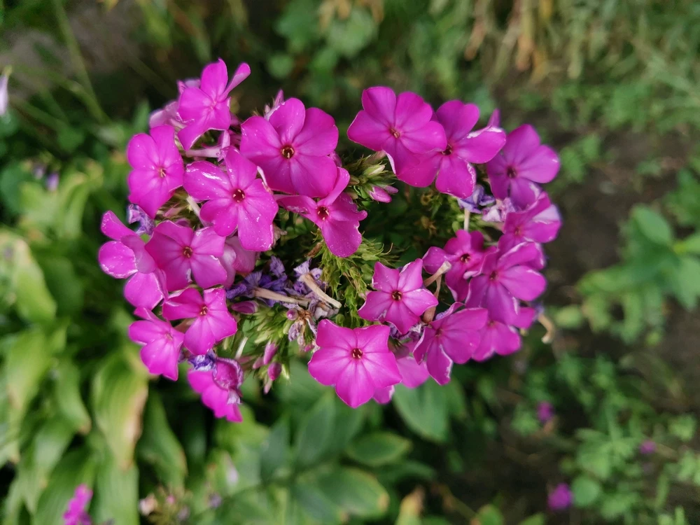 Image uploaded by ꧁༺✿ ​ꪑ𝓲𝘳ꪖ(=^ ◡ ^=)